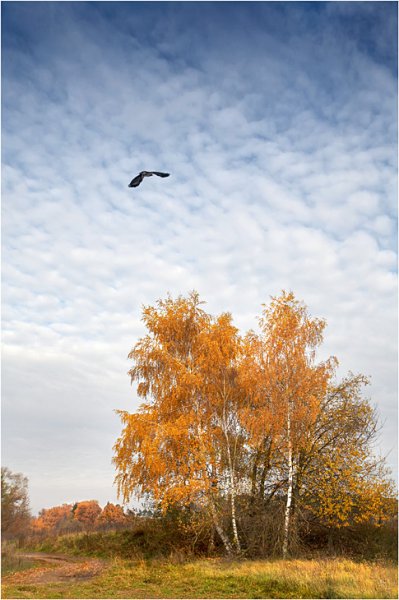 Уж небо осенью дышало рисунок к стихотворению