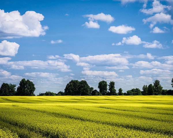 Поле и голубое небо