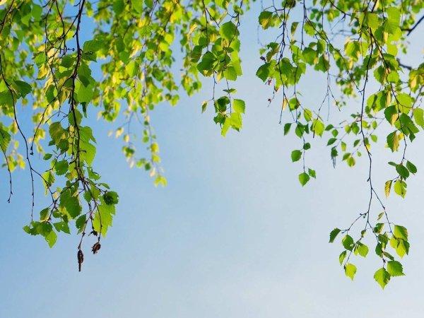 Листва березы