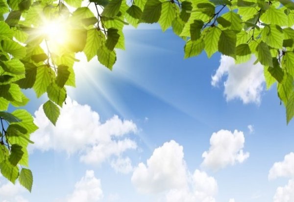 Березовые ветки на фоне неба