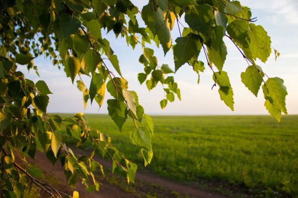 Береза на фоне неба