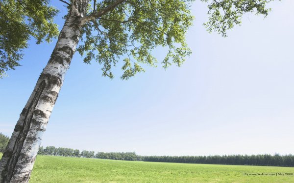 Березы небо