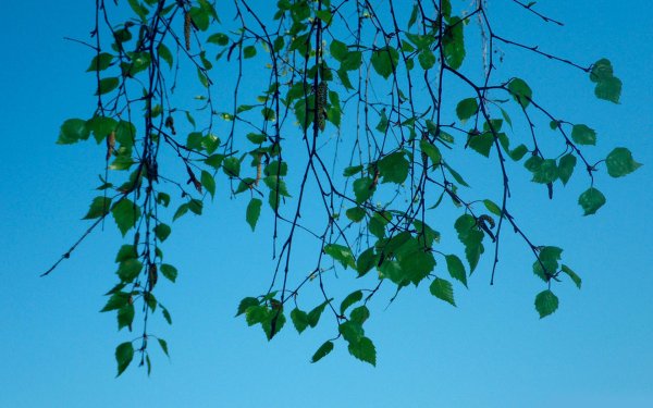 Ветки береза