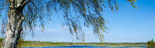 Березы и море