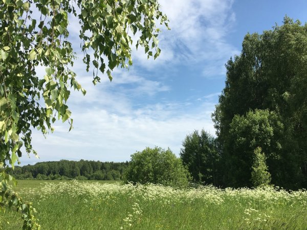 Береза на Поляне