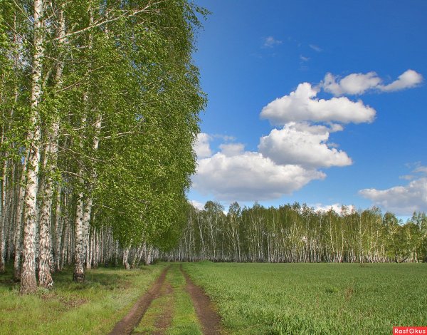 Березовая роща Алтайский край