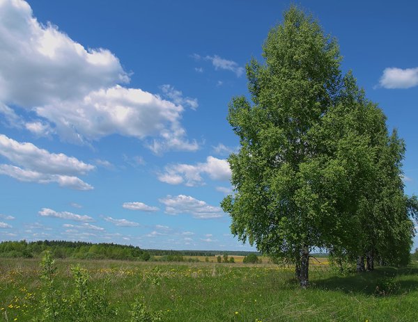 Березы небо