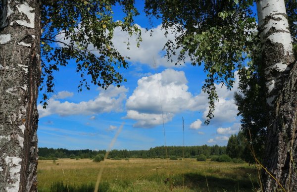 Русская деревня березы