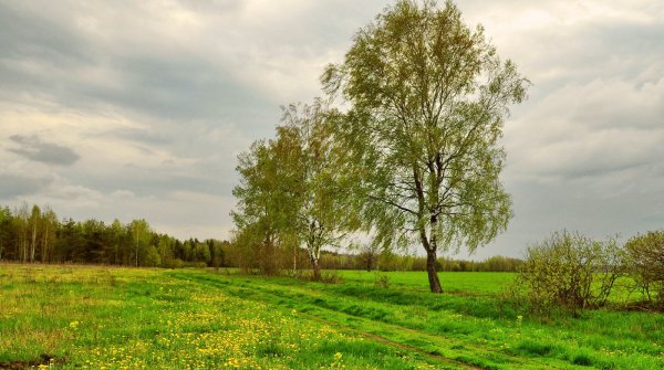 Береза весной в поле