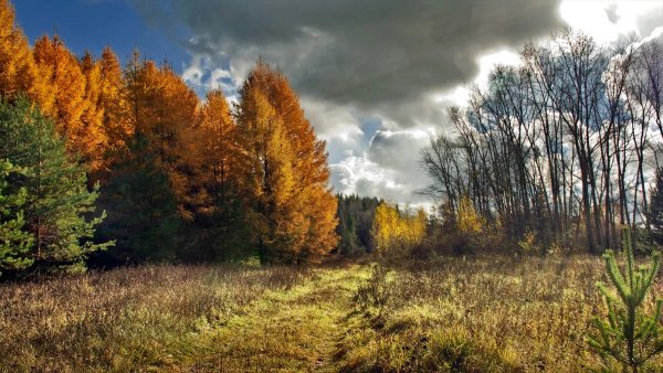 Пушкин осень уж небо осенью