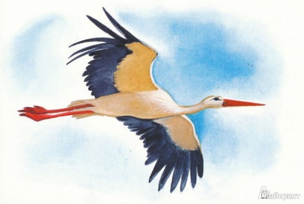 Аист рисунок