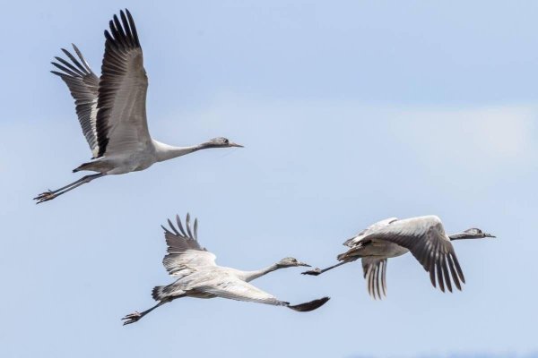 Серый журавль в России