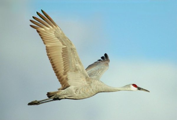 Белый Бусел