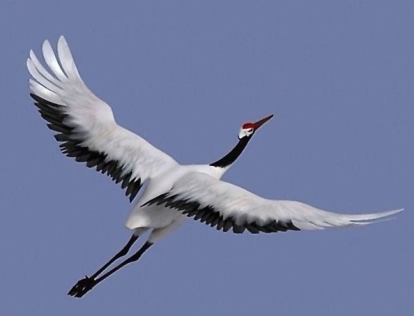 Полет журавлей