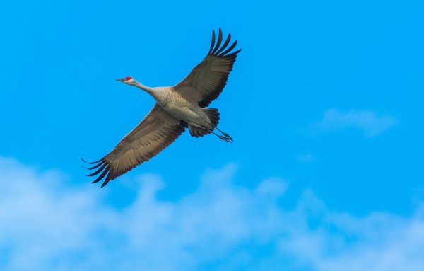 Аист летает