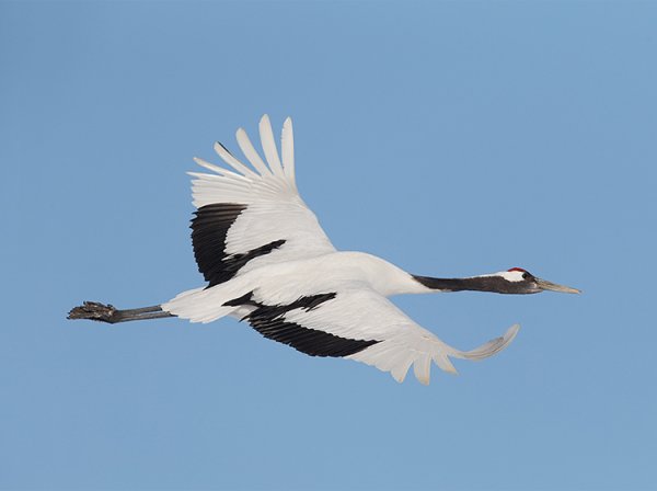 Белый Аист в полете