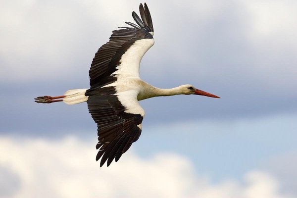 Летят Журавли