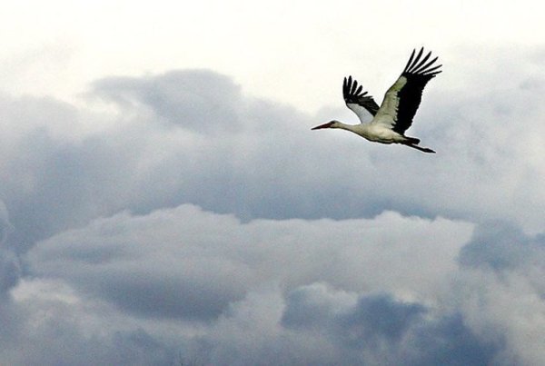 Птицы улетают на Юг