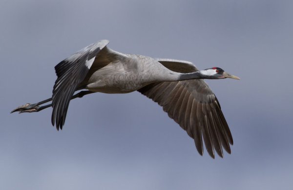 Журавли живопись