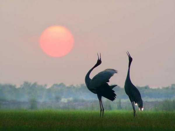 Аист приносит ребенка