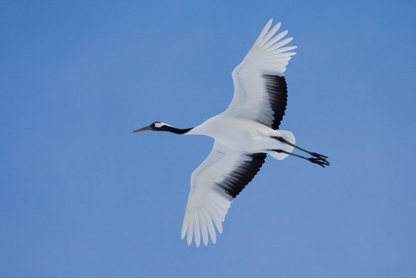 Японский журавль в полете