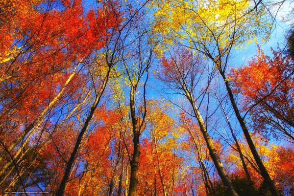 Осенний лес на фоне неба