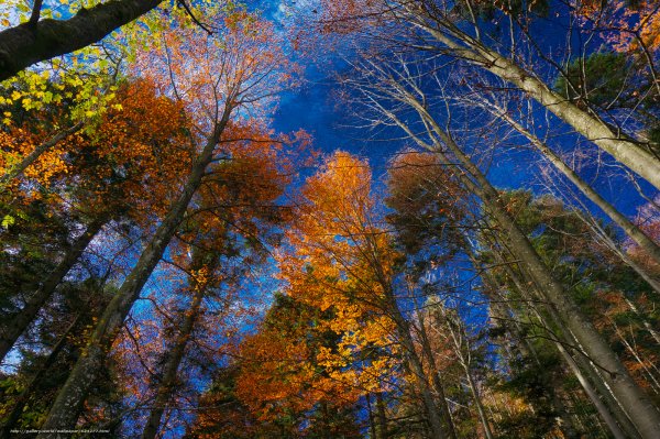 Макушки осенних деревьев