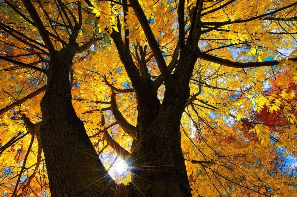 Осень дерево солнце