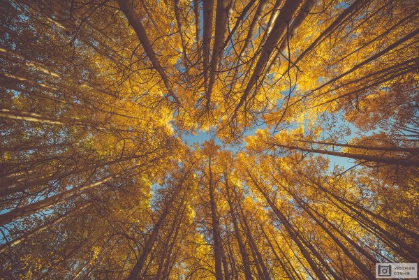 Осень верхушки деревьев