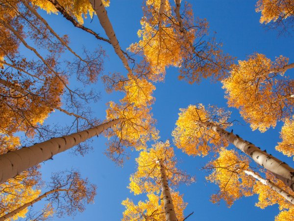 Осина дерево