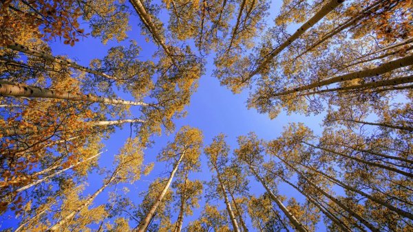 Макушки осенних деревьев