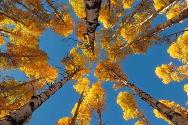 Желтые березы на голубом небе