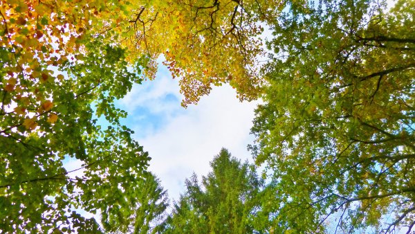 Дерево осень солнце небо