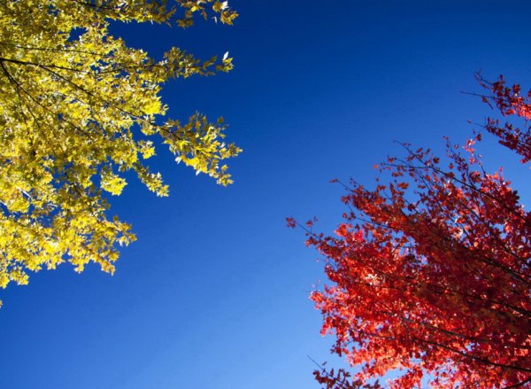 Осеннее дерево