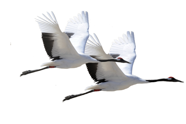 Летят Журавли