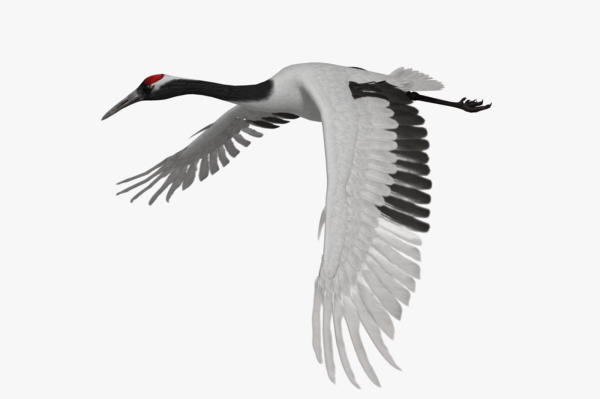 Косяк птиц в небе