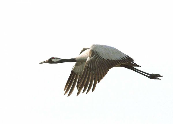 Журавль без фона