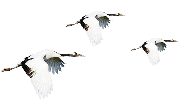 Аист на белом фоне