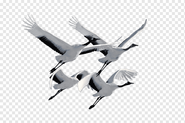 Птицы улетают на черном фоне