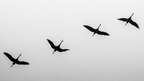 Журавли в небе без фона