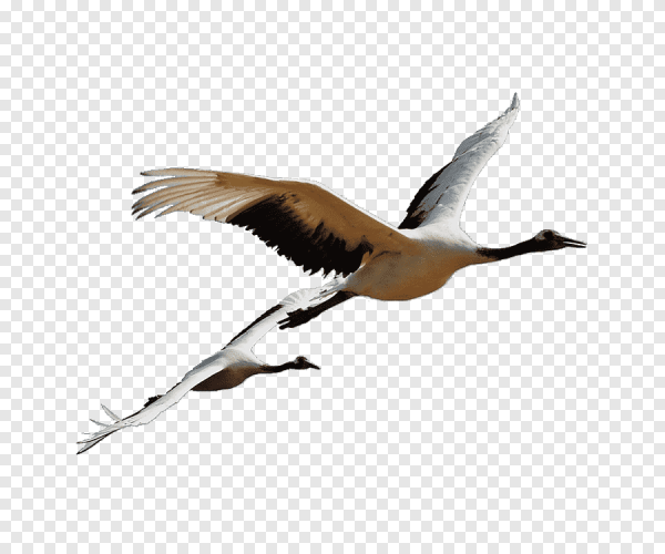 Клин журавлей на белом фоне