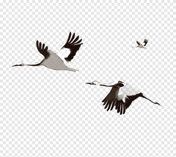 Стая журавлей на прозрачном фоне