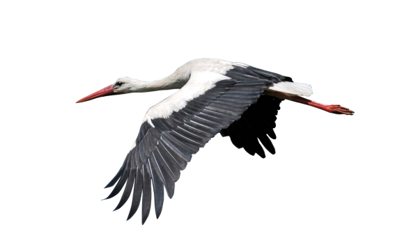 Журавль в полете на прозрачном фоне