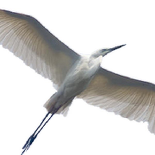 Журавль без фона