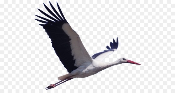 Векторные Журавли