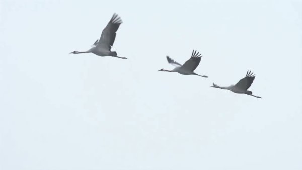 Журавль рисунок на прозрачном фоне