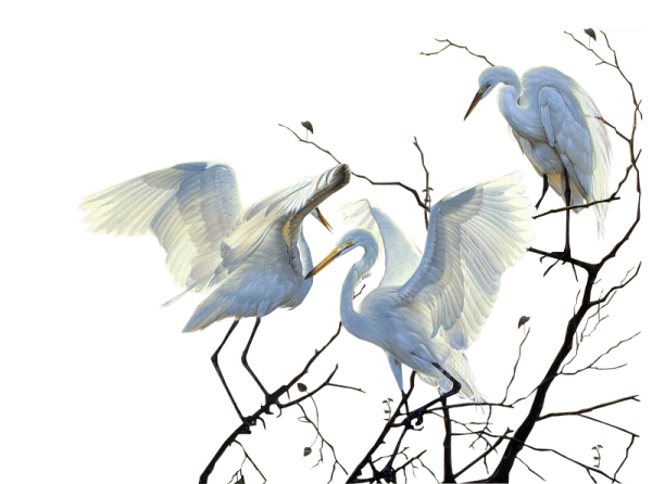 Косяк птиц вектор