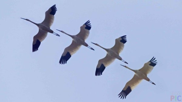 Журавль в небе