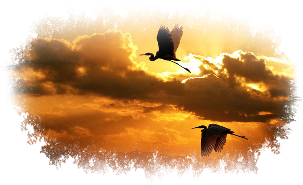 Белый журавль