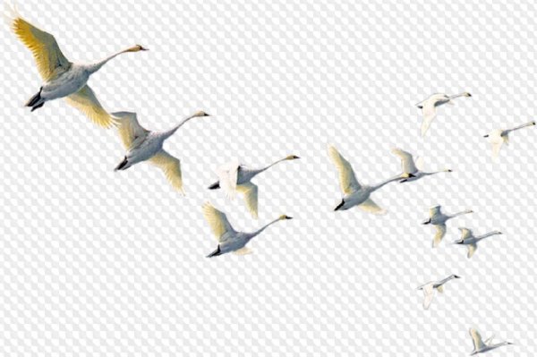 Журавль в полете на белом фоне